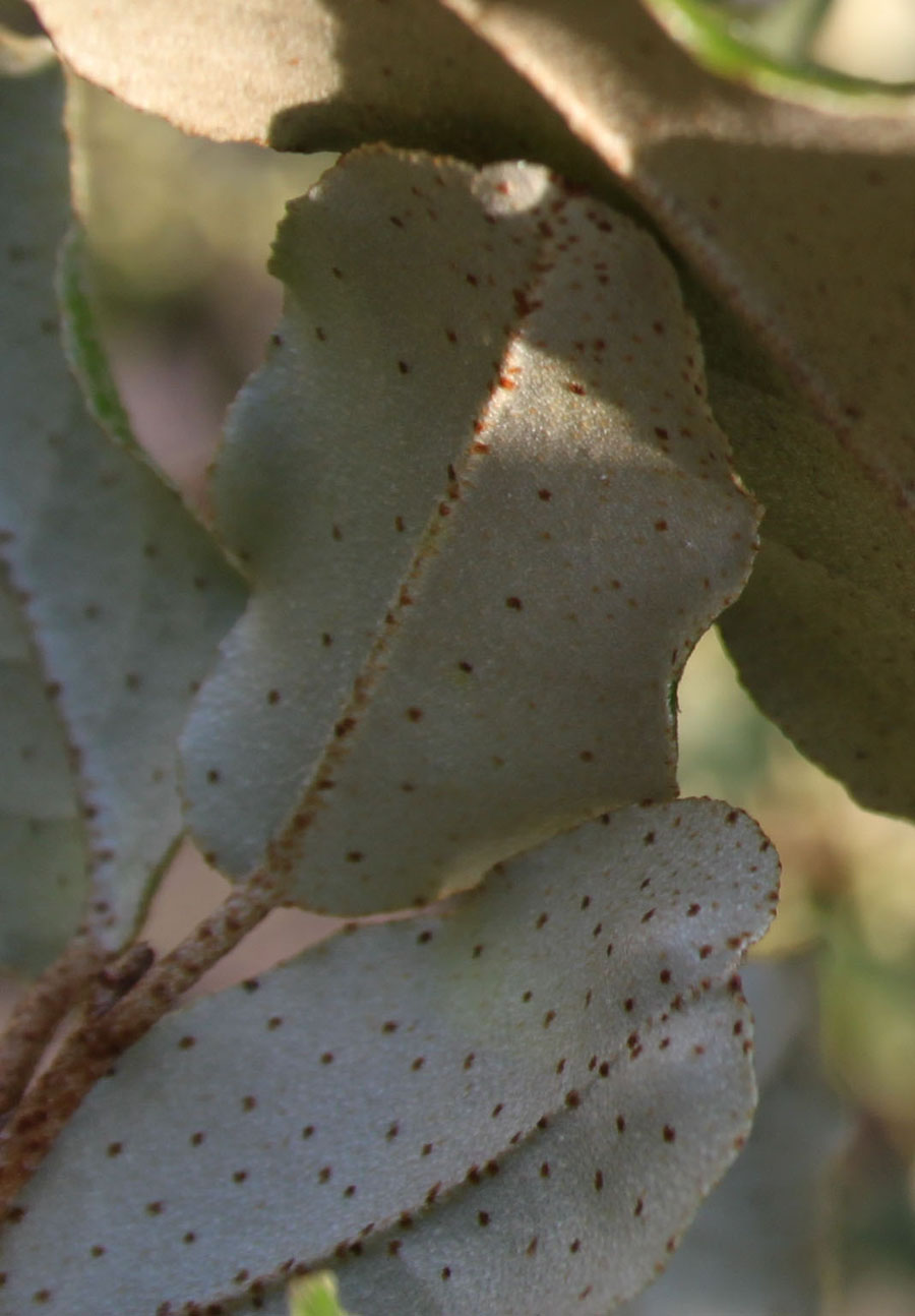 Elaeagnus pungens / Olivagno pungente